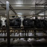 Agropur's Comeback From Crisis to Global Dairy Power