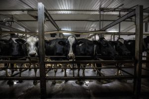 Agropur's Comeback From Crisis to Global Dairy Power