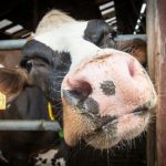 Bluetongue Alert UK Outbreak Just the Beginning