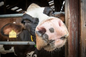 Bluetongue Alert UK Outbreak Just the Beginning