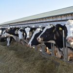 Boosting Wisconsin Dairy Needs Smart Policy