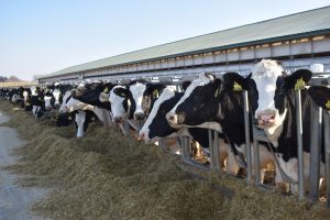 Boosting Wisconsin Dairy Needs Smart Policy