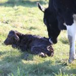 Calving Crisis Averted Plan Ahead for Safer Season
