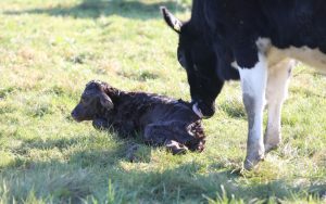 Calving Crisis Averted Plan Ahead for Safer Season