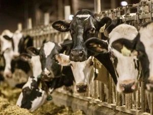 Canada's Dairy Shield Why Supply Management is Worth Defending