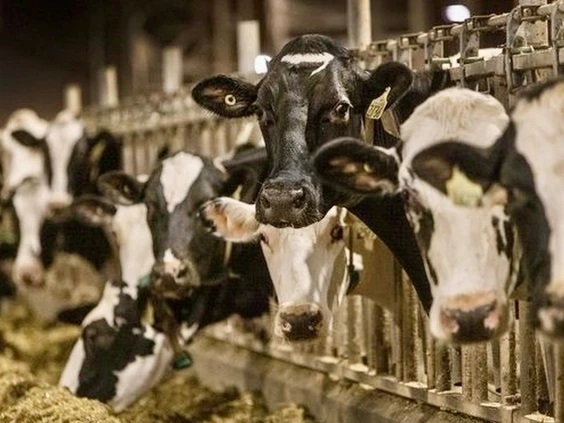 Canada's Dairy Shield Why Supply Management is Worth Defending