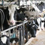 Canada‑U.S. Dairy Deal at Risk Amid Supply Management Feud