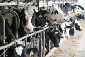Canada‑U.S. Dairy Deal at Risk Amid Supply Management Feud