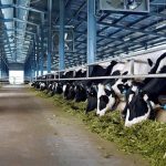 China Shakes Up Dairy Imports Fresh Milk Only by September
