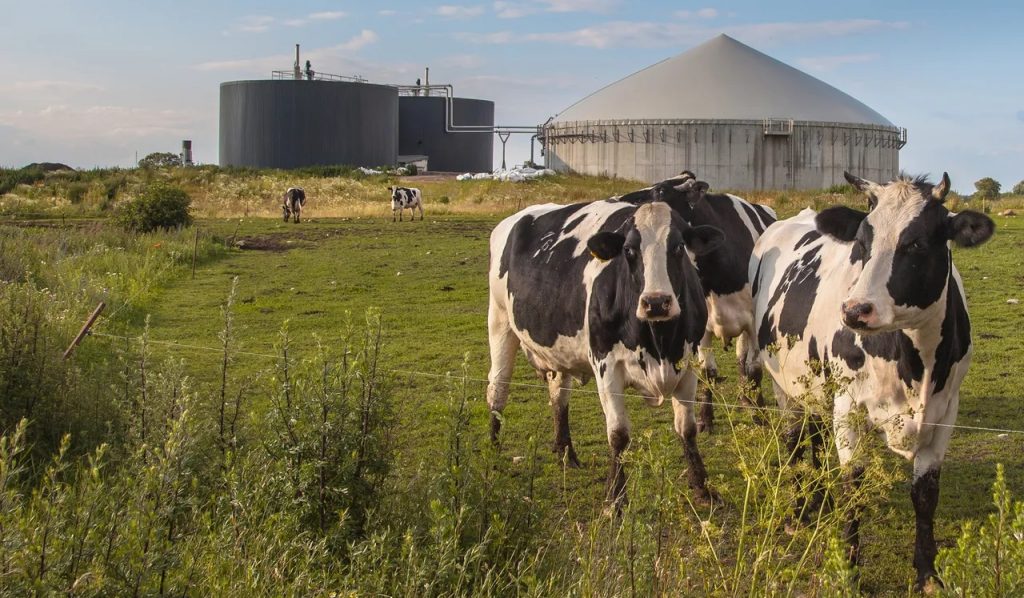 Dairy Biogas Boom US Farms Triple Methane Capture