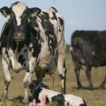 Dairy Breeding Breakthrough Simple Jab Boosts Conception