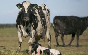 Dairy Breeding Breakthrough Simple Jab Boosts Conception
