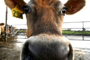 Dairy Giant Fonterra Hit by Butter Bust, Shares Dive