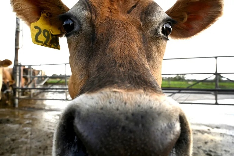 Dairy Giant Fonterra Hit by Butter Bust, Shares Dive