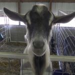 Dairy Goat Royalty Crowned National Champion Dominates NDSF