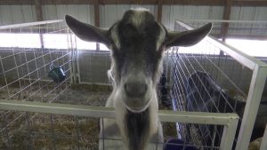 Dairy Goat Royalty Crowned National Champion Dominates NDSF