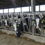 Dairy Heifer Shortage Fuels Case for Older Cows