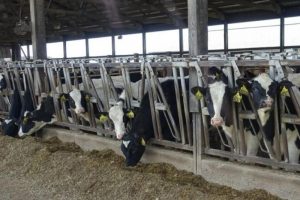 Dairy Heifer Shortage Fuels Case for Older Cows