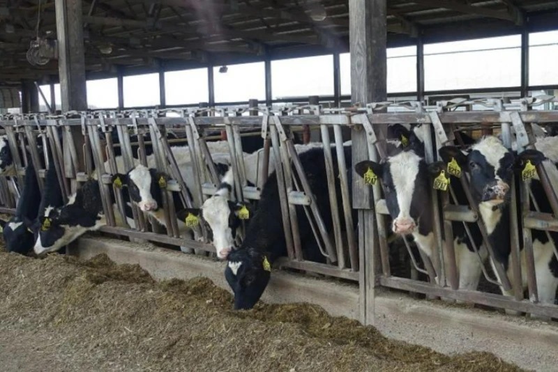 Dairy Heifer Shortage Fuels Case for Older Cows