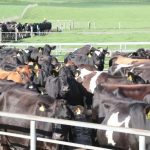 Dairy Price Drop Shakes Forecasts Is a Market Crash Coming