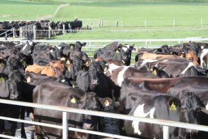 Dairy Price Drop Shakes Forecasts Is a Market Crash Coming