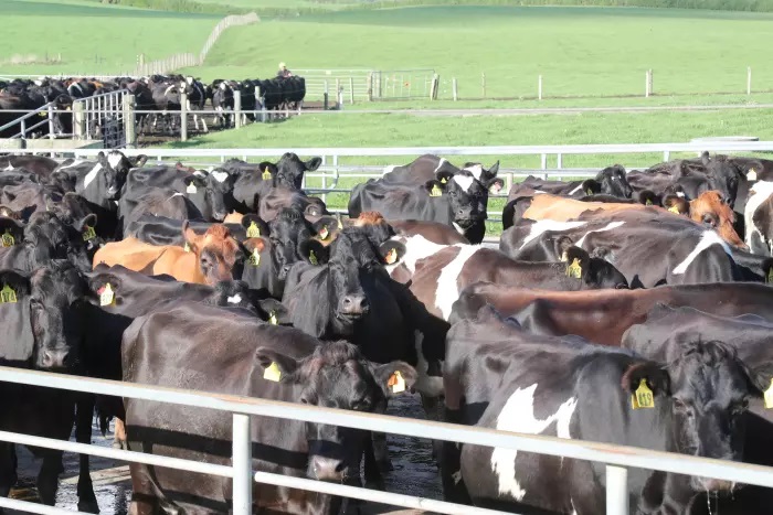 Dairy Price Drop Shakes Forecasts Is a Market Crash Coming