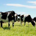 Dairy's Green Revolution New Tech Slashing Nitrogen