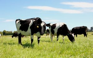 Dairy's Green Revolution New Tech Slashing Nitrogen