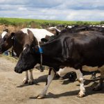 Dairy's Tech Revolution Wearables Soar