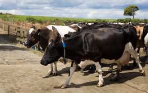 Dairy's Tech Revolution Wearables Soar