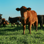 €700K Boost Dairy Farms Go Climate-Neutral with New Tech