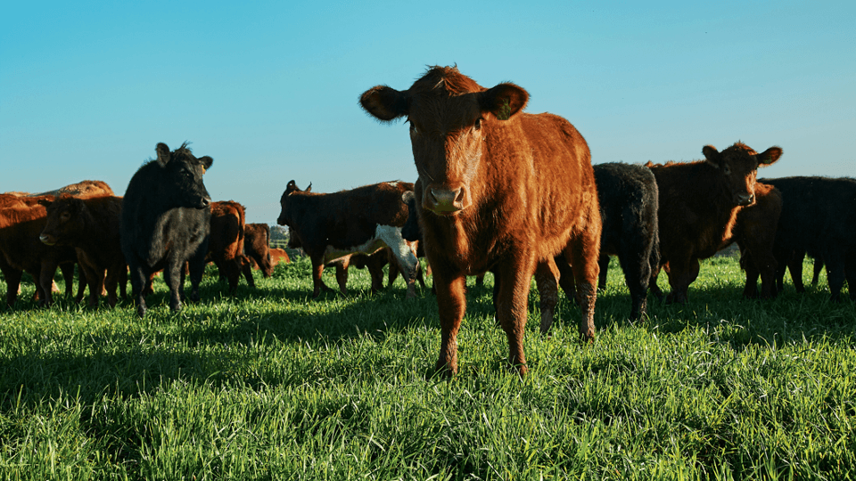 €700K Boost Dairy Farms Go Climate-Neutral with New Tech