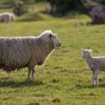 EU Sheep Milk Gap Can Ireland Bridge the Divide