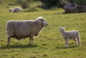 EU Sheep Milk Gap Can Ireland Bridge the Divide