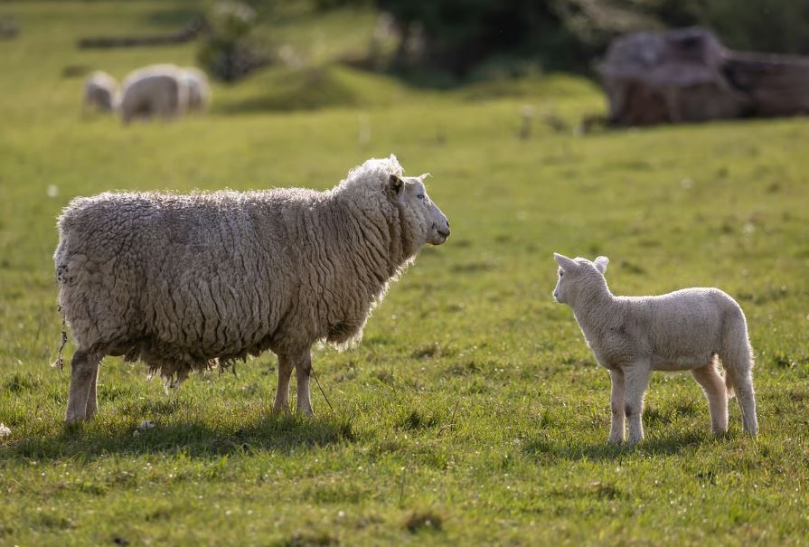 EU Sheep Milk Gap Can Ireland Bridge the Divide