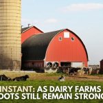 Family-Owned Farms Vanish, Yet Dairy Production Holds