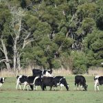 Feral Fury Kangaroos & Deer Devastate Aussie Dairy Farms