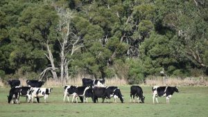 Feral Fury Kangaroos & Deer Devastate Aussie Dairy Farms