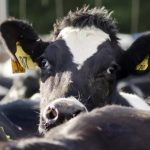 Fonterra Hits Milk Collection High, Market Share Slips