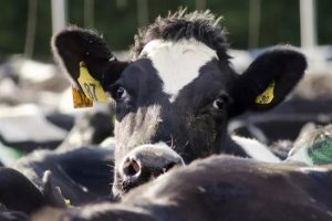 Fonterra Hits Milk Collection High, Market Share Slips