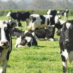 Georgia Dairy Farmers Boost Industry Future