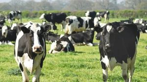 Georgia Dairy Farmers Boost Industry Future