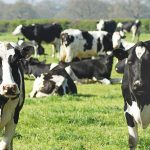 Georgia Dairy Farmers Boost Industry with New Funding