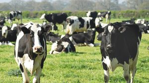 Georgia Dairy Farmers Boost Industry with New Funding