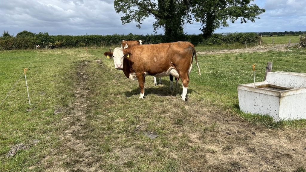 Heat Wave Alert Dairy Farms Must Boost Water Systems