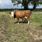 Heat Wave Alert Dairy Farms Must Boost Water Systems