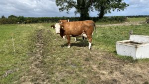 Heat Wave Alert Dairy Farms Must Boost Water Systems