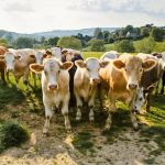 Heatwave Horrors Global Dairy Production Faces 4 Crash
