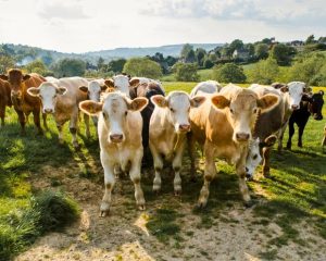 Heatwave Horrors Global Dairy Production Faces 4 Crash