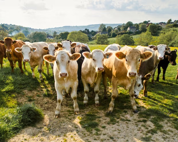 Heatwave Horrors Global Dairy Production Faces 4 Crash
